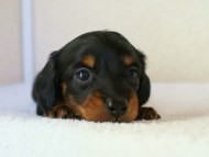 2012.1.13生まれブラック＆タン女の子