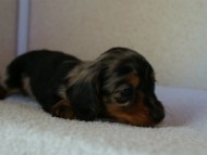 2012.1.13生まれシルバータンダップル男の子