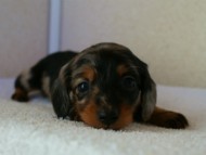 2012.1.13生まれシルバータンダップル男の子