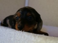 2012.1.13生まれシルバータンダップル男の子