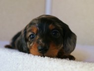 2012.1.13生まれシルバータンダップル男の子