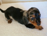 2012.1.13生まれシルバータンダップル男の子