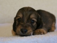 2012.1.26生まれシューデットクリーム男の子