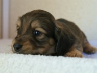 2012.1.26生まれシューデットクリーム男の子