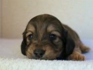 2012.1.26生まれシューデットクリーム男の子