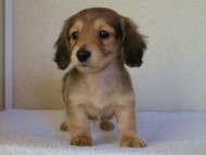 2011.12.30生まれシューデットクリーム男の子