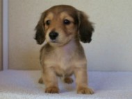 2011.12.30生まれシューデットクリーム男の子