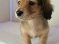 2011.12.30生まれシューデットクリーム男の子