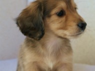 2011.12.30生まれシューデットクリーム男の子