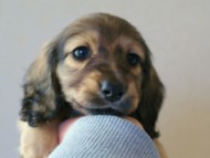 2011.12.30生まれシューデットクリーム男の子