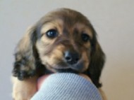 2011.12.30生まれシューデットクリーム男の子