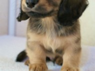 2011.12.30生まれシューデットクリーム男の子