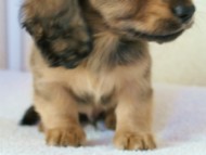 2011.12.30生まれシューデットクリーム男の子