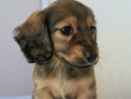 2011.12.30生まれシューデットクリーム男の子