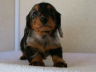 2012.1.13生まれシルバータンダップル男の子