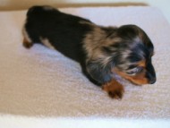 2012.1.13生まれシルバータンダップル男の子