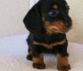 2012.1.13生まれブラック＆タン女の子