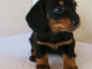 2012.1.13生まれブラック＆タン女の子