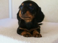 2012.1.13生まれブラック＆タン女の子