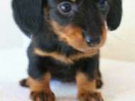 2012.1.13生まれブラック＆タン女の子