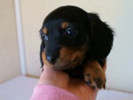 2012.1.13生まれブラック＆タン女の子