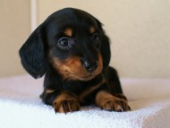 2012.1.13生まれブラック＆タン女の子