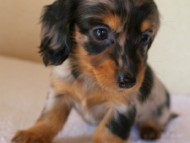 2012.1.13生まれシルバータンダップル女の子