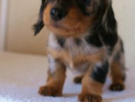 2012.1.13生まれシルバータンダップル女の子