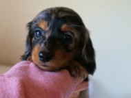 2012.1.13生まれシルバータンダップル女の子