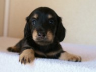 2012.1.24生まれブラック＆クリーム男の子