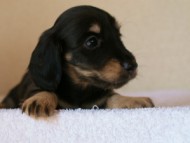 2012.1.24生まれブラック＆クリーム男の子