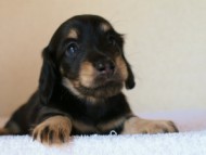 2012.1.24生まれブラック＆クリーム男の子