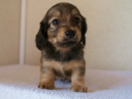 2012.1.24生まれシューデットクリーム男の子