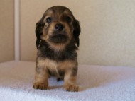 2012.1.24生まれシューデットクリーム男の子