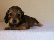 2012.1.24生まれシューデットクリーム男の子