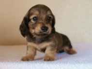 2012.1.24生まれシューデットクリーム男の子