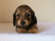 2012.1.24生まれシューデットクリーム男の子