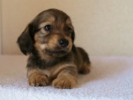 2012.1.24生まれシューデットクリーム男の子