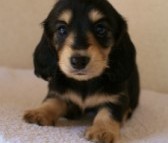 2012.1.24生まれブラック＆クリーム女の子