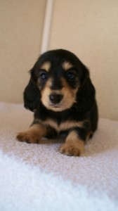 2012.1.24生まれブラック&クリーム女の子 2012.1.24生まれブラック&クリーム女の子