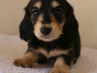 2012.1.24生まれブラック＆クリーム女の子