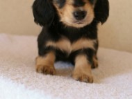 2012.1.24生まれブラック＆クリーム女の子