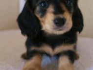 2012.1.24生まれブラック＆クリーム女の子