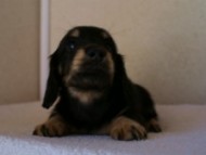 2012.1.24生まれブラック＆クリーム男の子