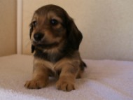 2012.1.24生まれシューデットクリーム男の子