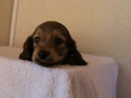 2012.1.24生まれシューデットクリーム男の子