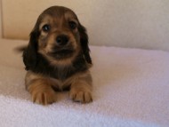 2012.1.24生まれシューデットクリーム男の子