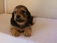 2012.1.24生まれシューデットクリーム男の子