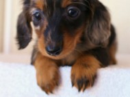 2012.1.13生まれシルバータンダップル男の子