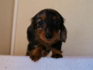 2012.1.13生まれシルバータンダップル男の子